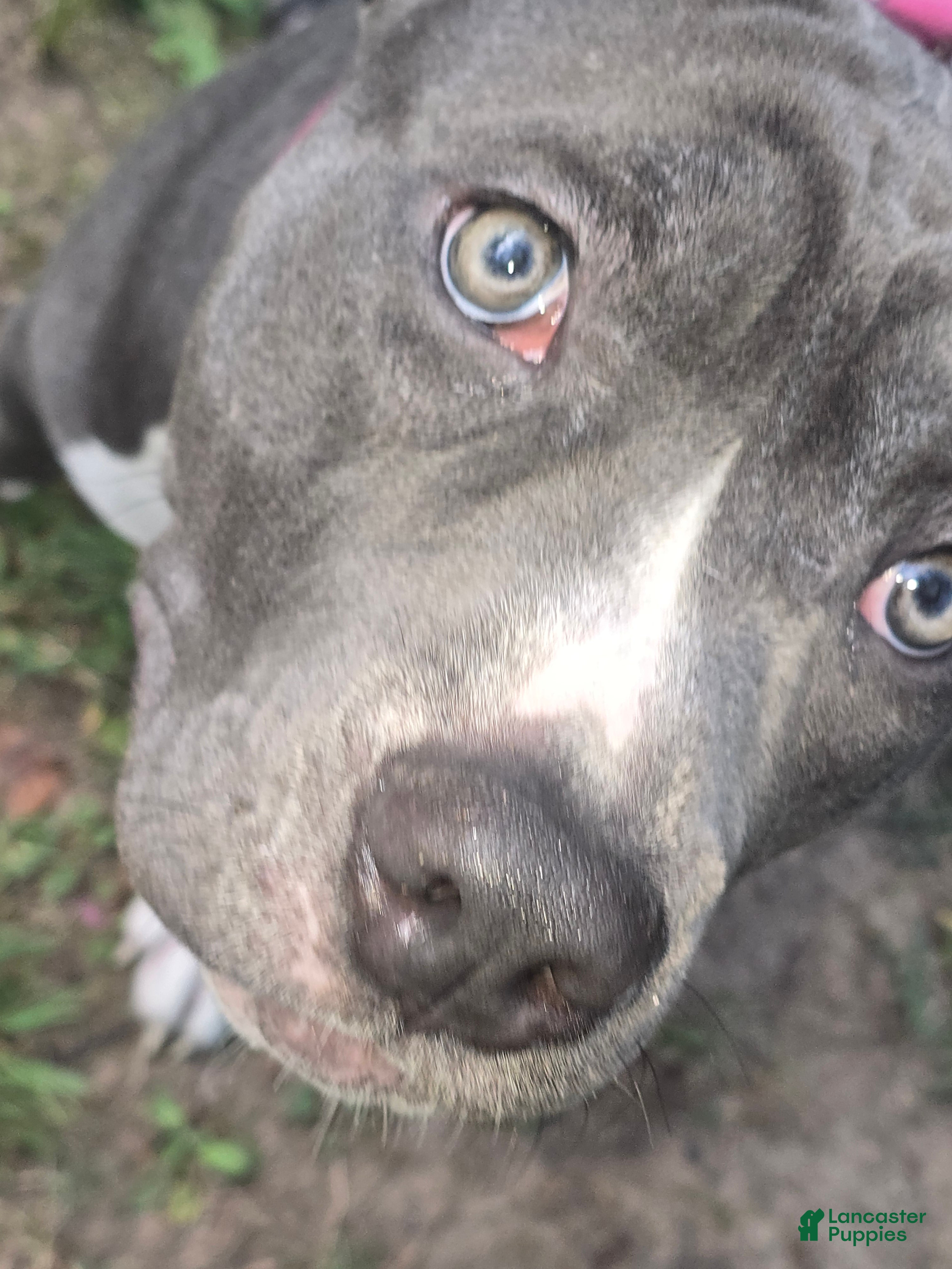 American Bully dogs for sale: Mileena - Ad 2