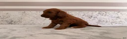 Mini Goldendoodle dogs for sale: Cora - Ad 4
