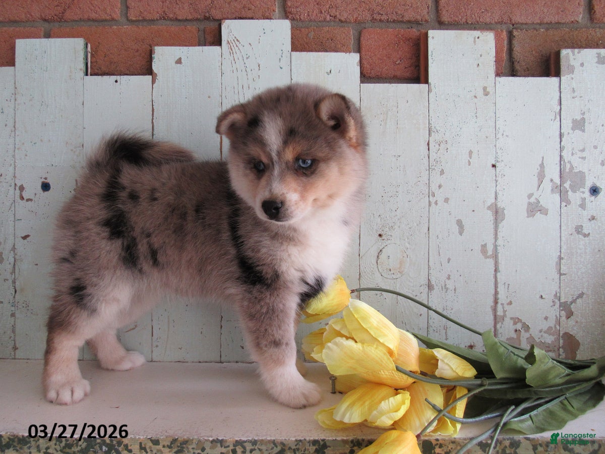 Pomsky dogs Bella   - Ad 1