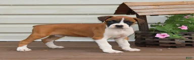 Piper