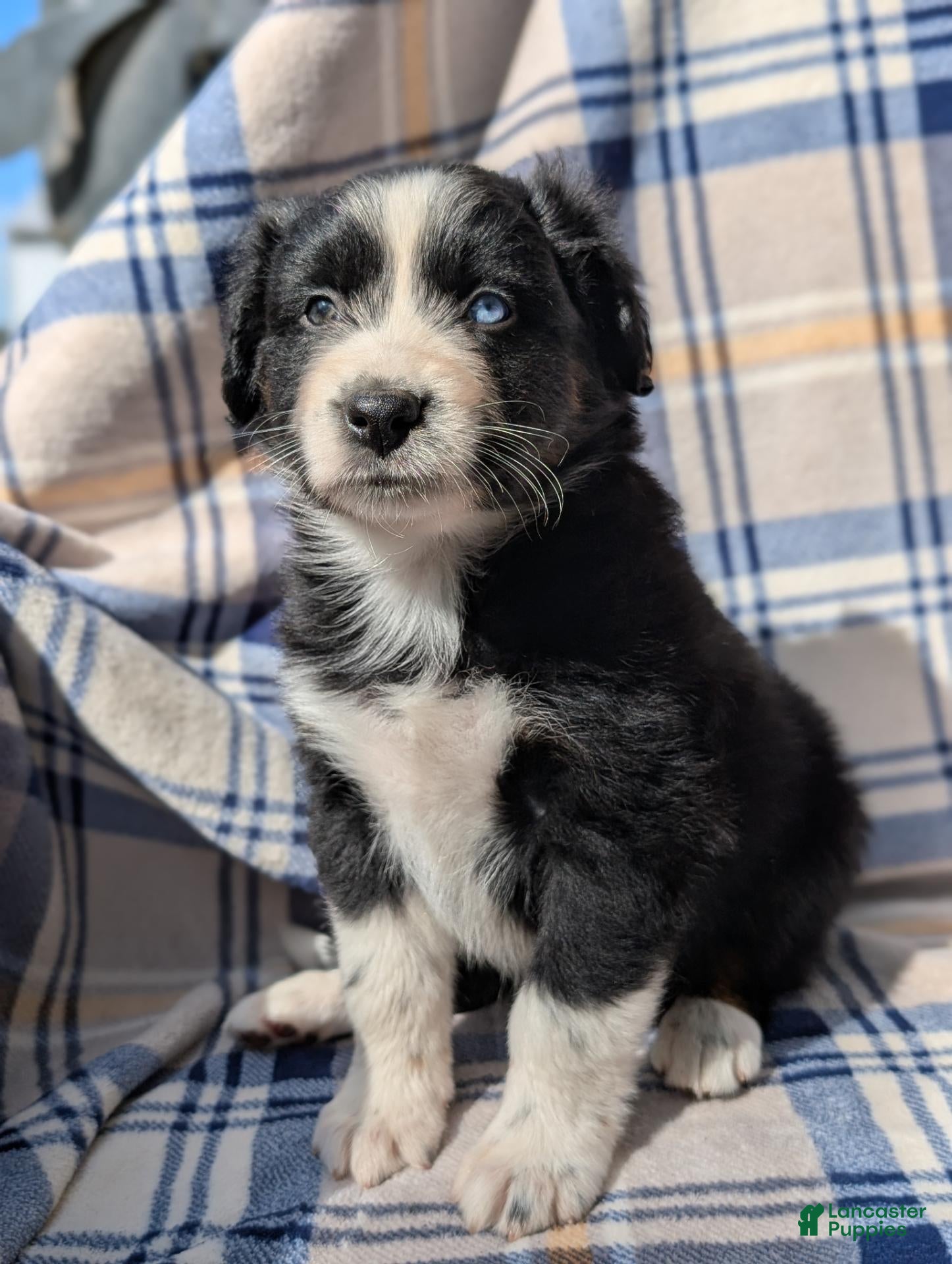 Australian Shepherd dogs Lincoln  - Ad 2