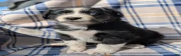 Australian Shepherd dogs for sale: Lincoln  - Ad 2