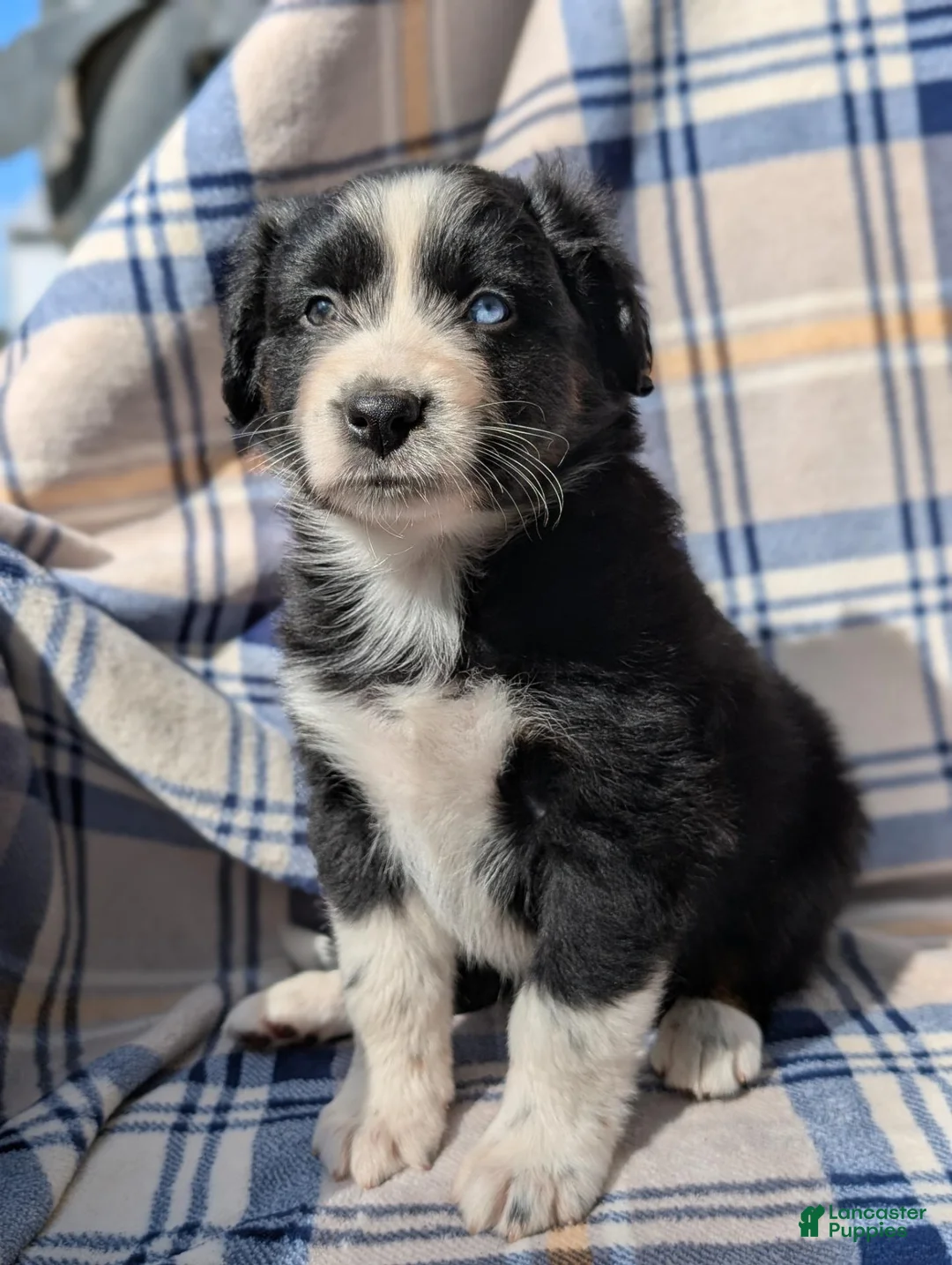 Australian Shepherd dogs for sale: Lincoln  - Ad 2