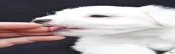 Maltese dogs for sale: Bo - Ad 9