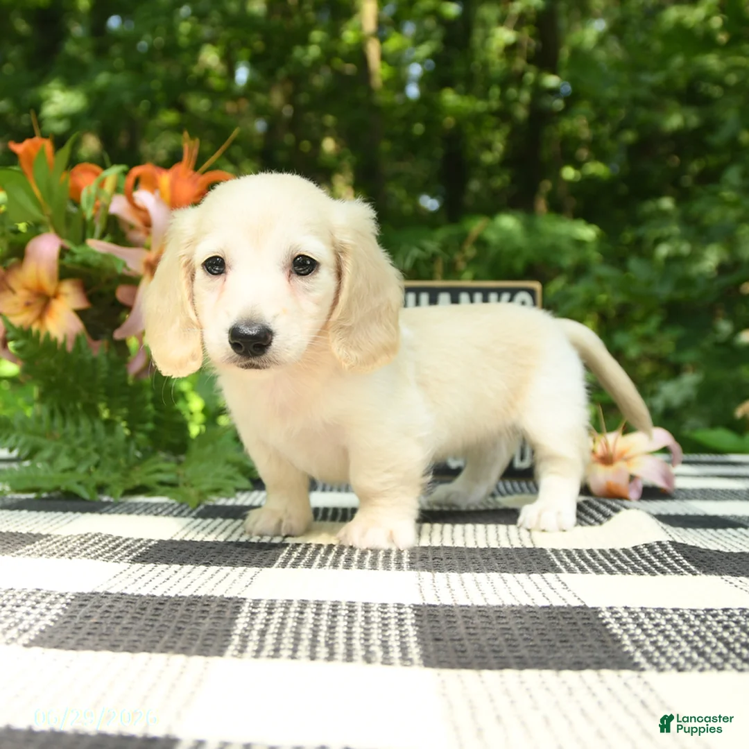Miniature Dachshund dogs for sale: Millie - Ad 1