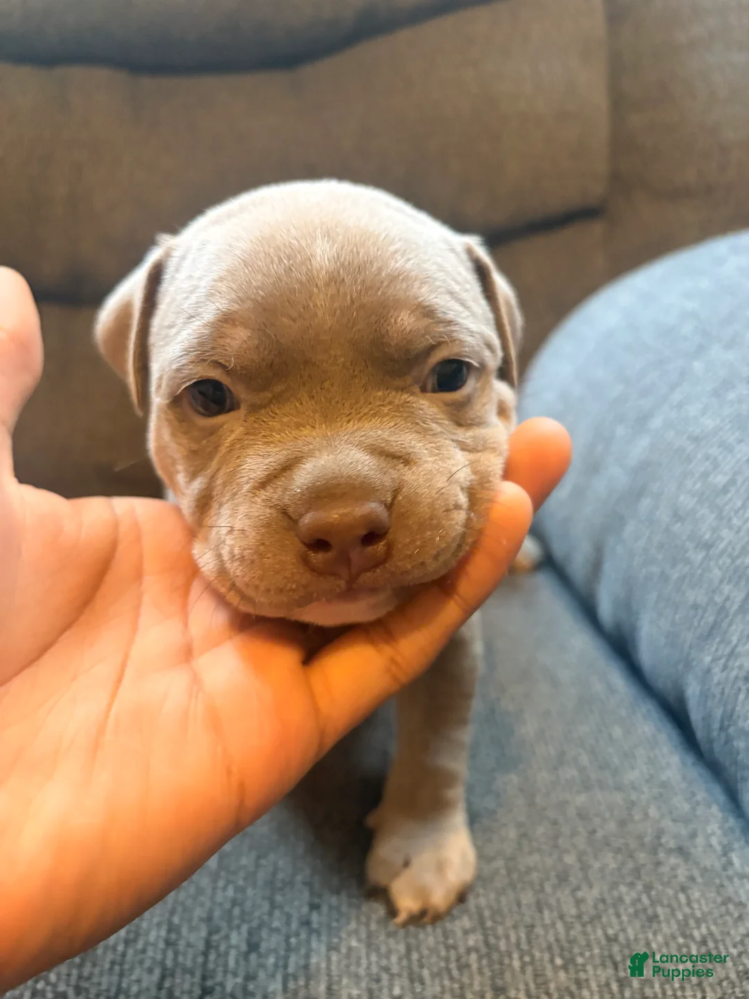 American Pit Bull Terrier dogs for sale: American Pit Bull Terrier Puppy 3 - Ad 2