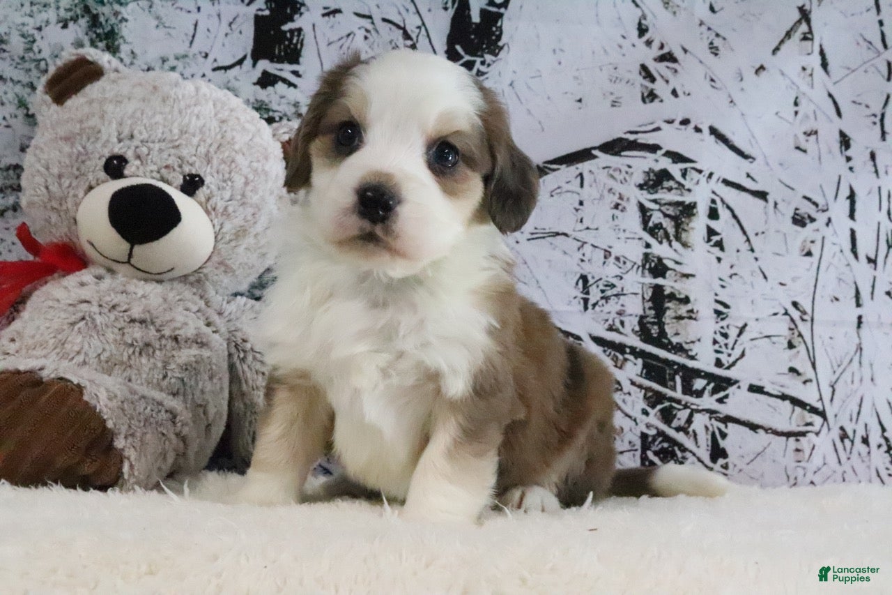 Bernedoodle dogs Shiloh - Ad 32