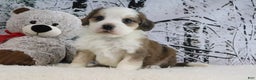 Bernedoodle dogs for sale: Shiloh - Ad 1