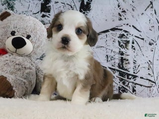 Bernedoodle dogs Shiloh - Ad 32