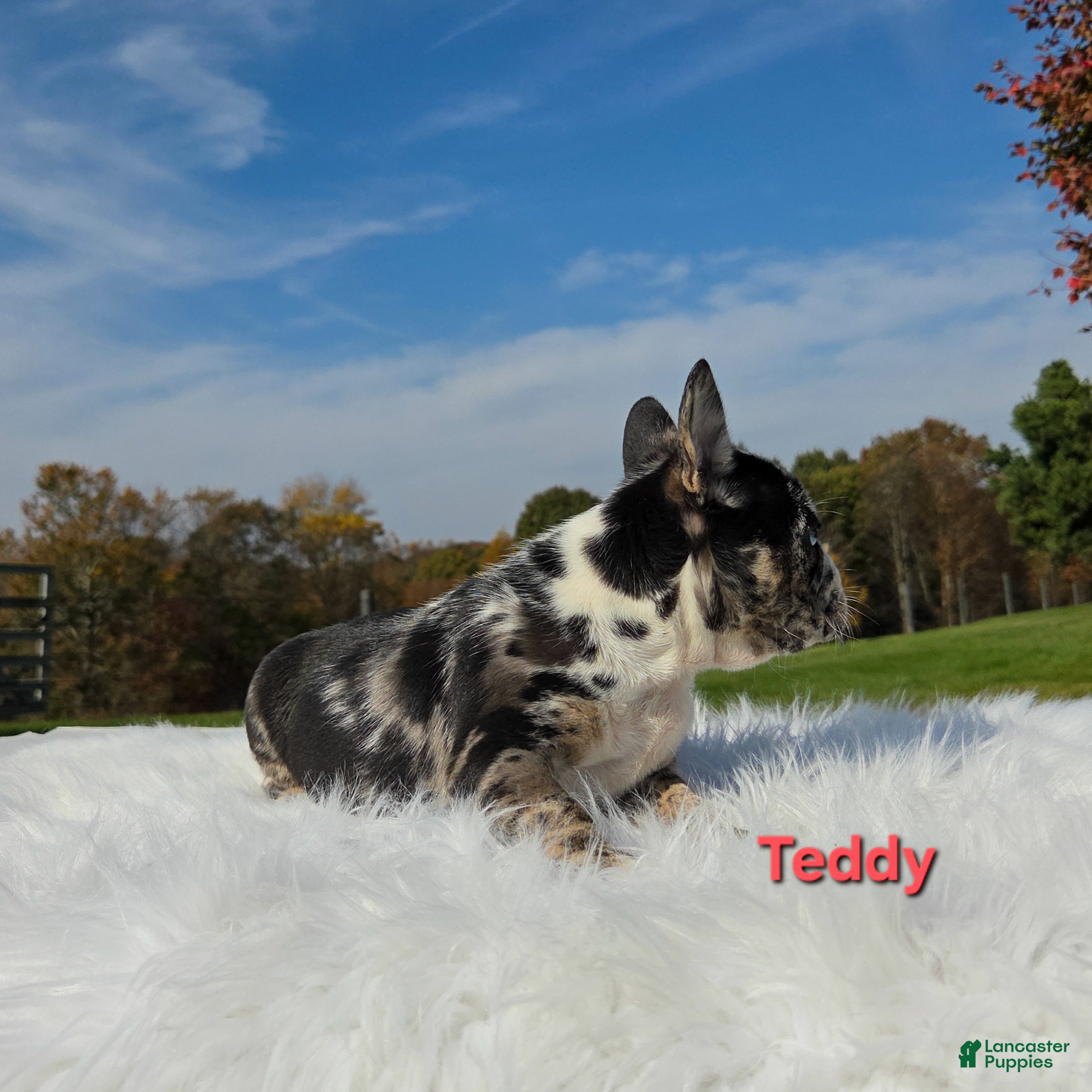 Mixed Breed dogs for sale: Teddy - Ad 2