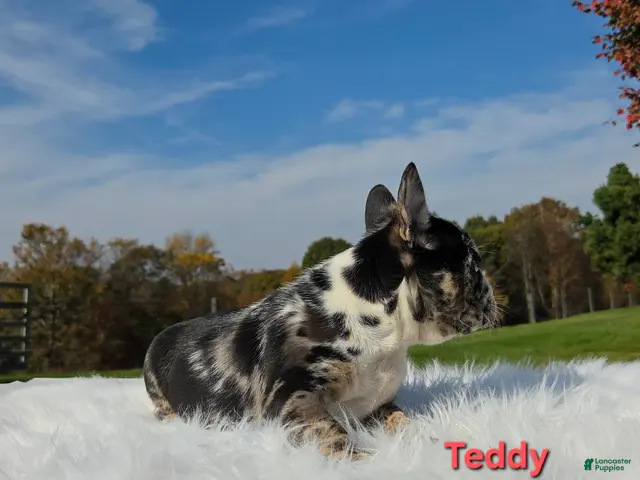 Mixed Breed dogs for sale: Teddy - Ad 2