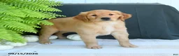 Golden Retriever dogs for sale: Wren - Ad 3