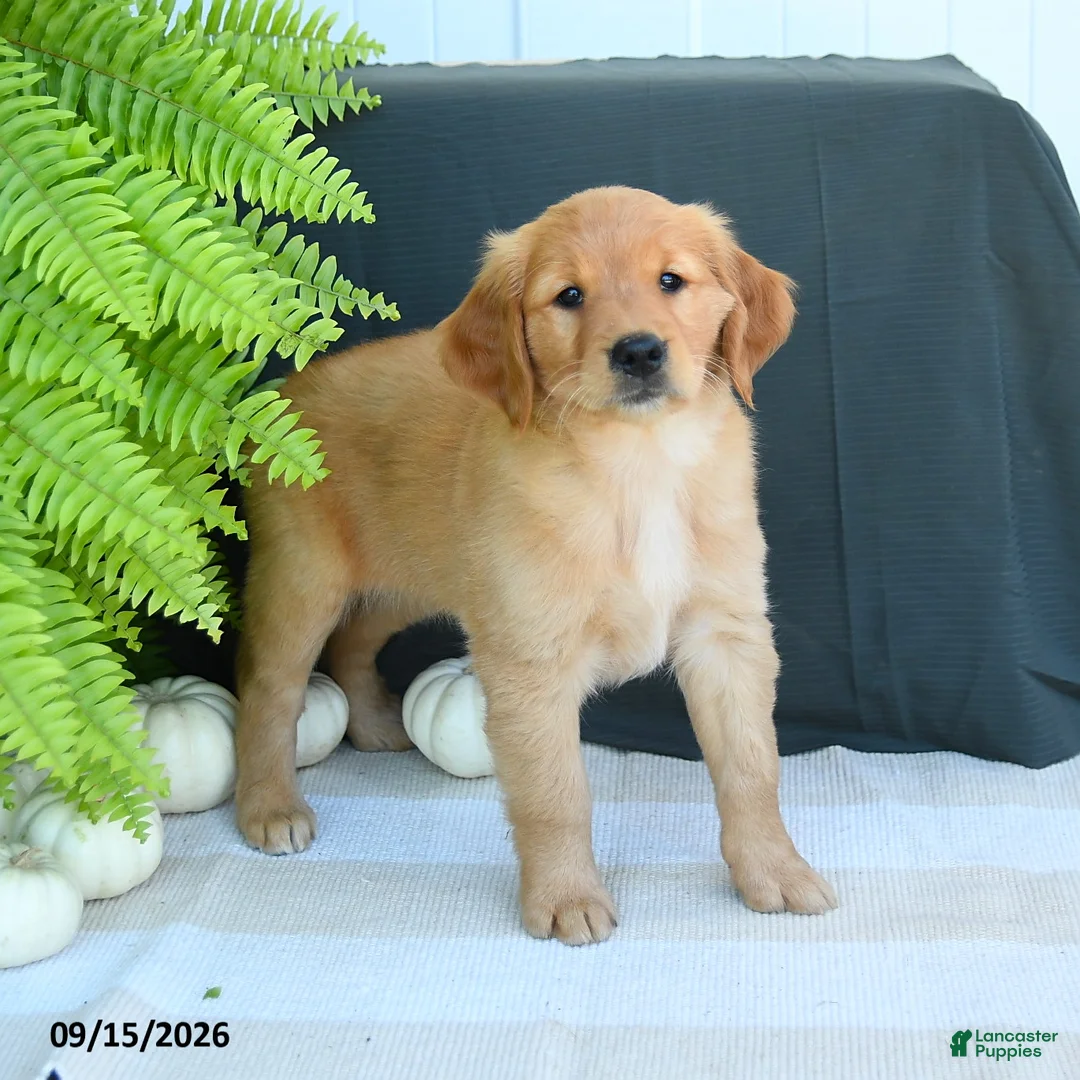 Golden Retriever dogs for sale: Wren - Ad 3