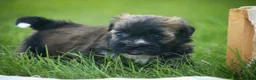 Havanese dogs for sale: Blitz Havanese  - Ad 18
