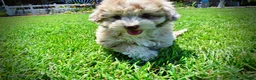 Havapoo dogs for sale: Espresso - Ad 10