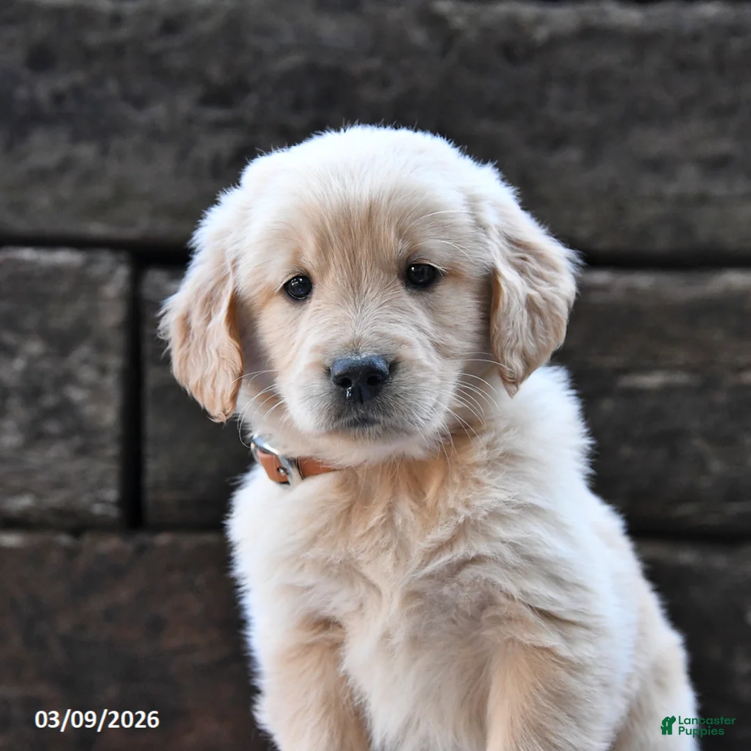 Goldendoodle dogs for sale: Bella   - Ad 2