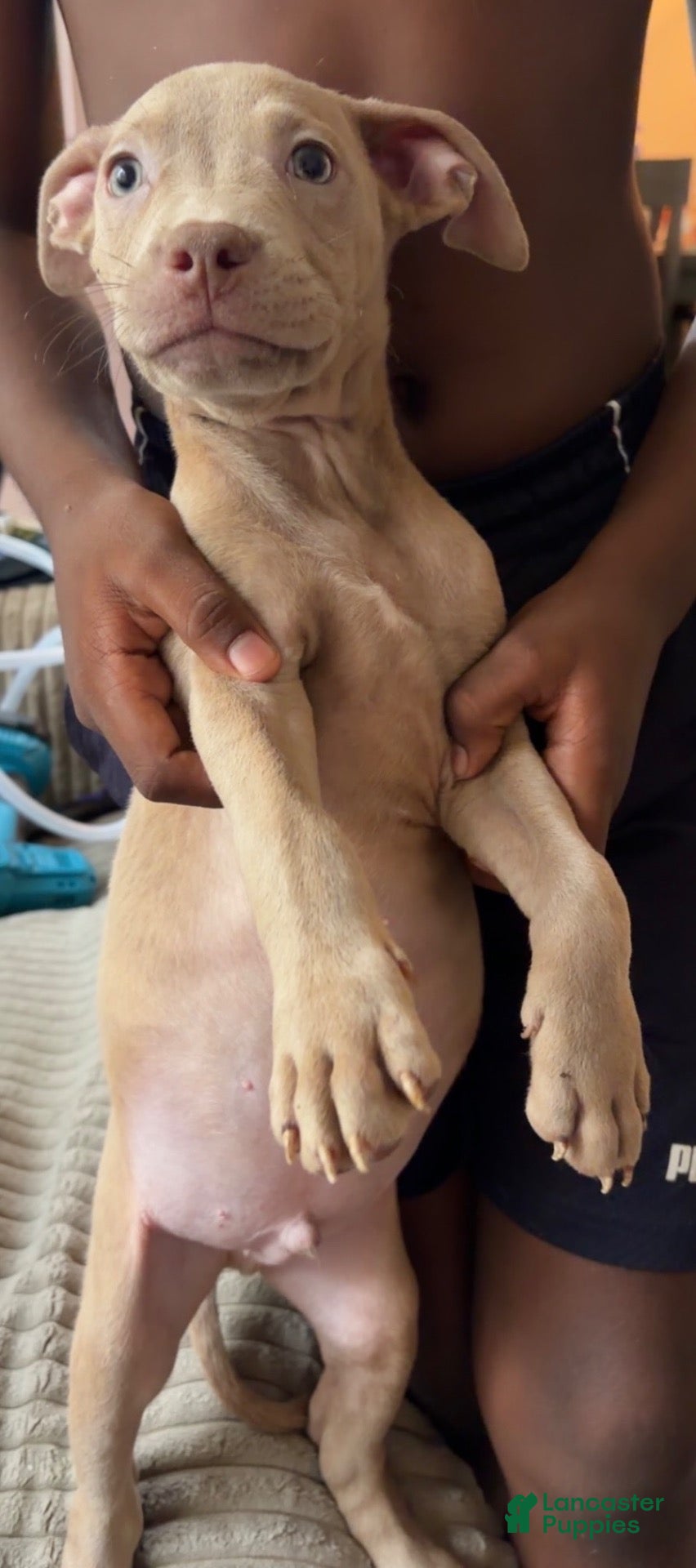 Mixed Breed dogs Simba  - Ad 1