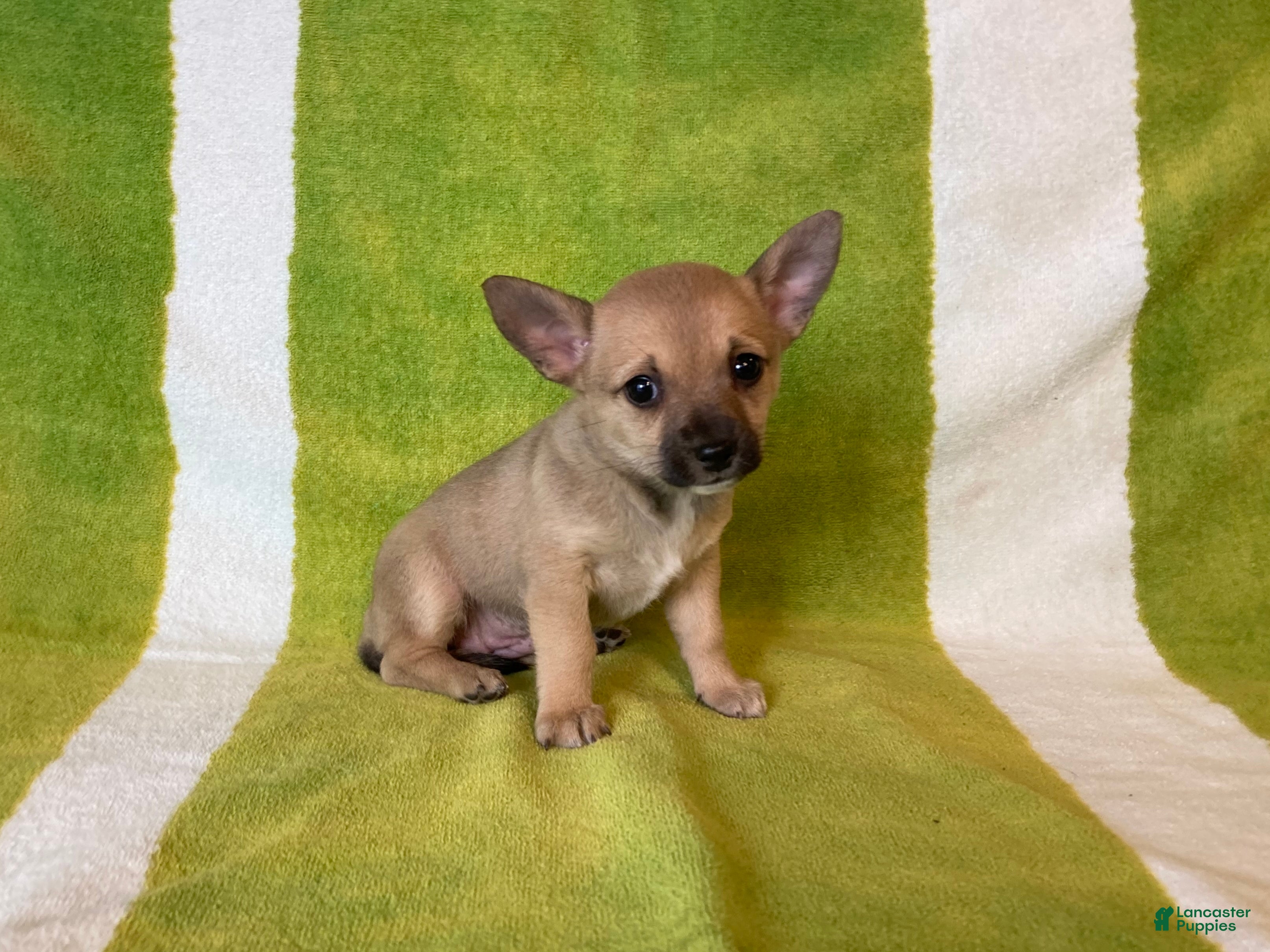 Chihuahua dogs Maisy - Ad 1