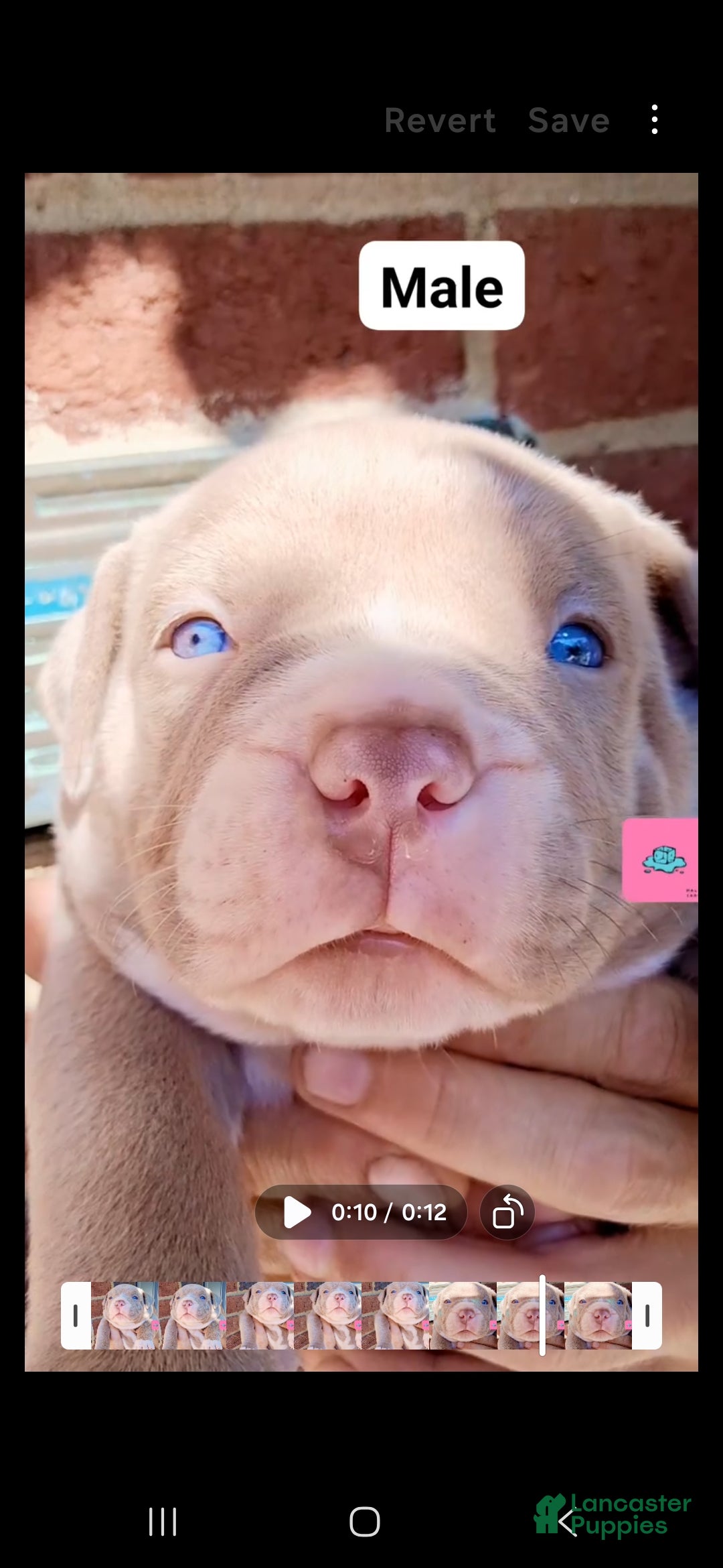 American Bully dogs for sale: American Bully 1 - Ad 1