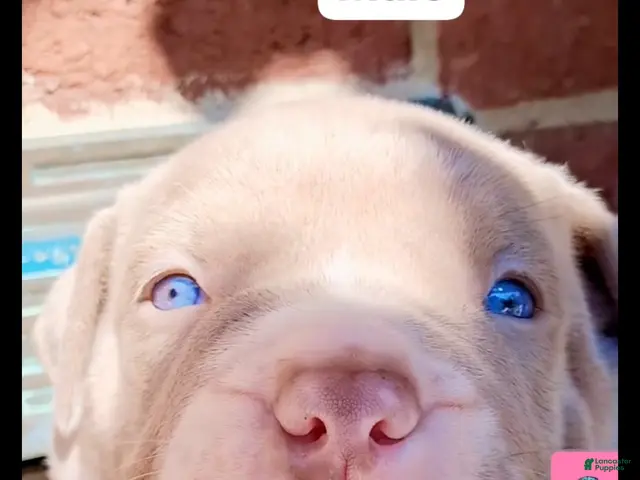 American Bully dogs for sale: American Bully 1 - Ad 1