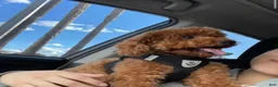 Toy Poodle dogs for sale: Toy Poodle 1 - Ad 6