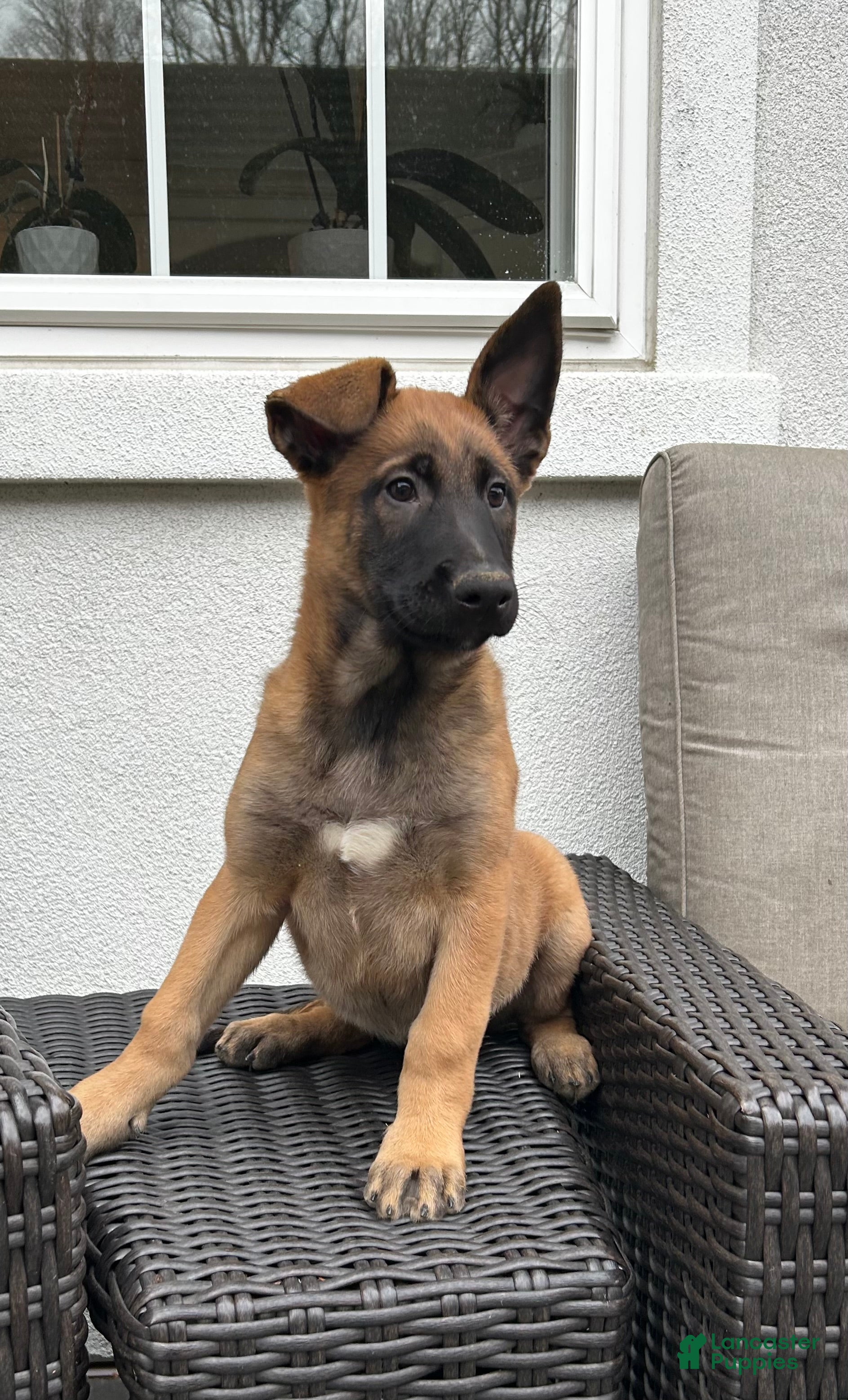 Belgian Malinois dogs Belgian Malinois Puppy Lola - Ad 1