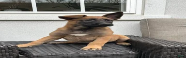 Belgian Malinois Puppy Lola