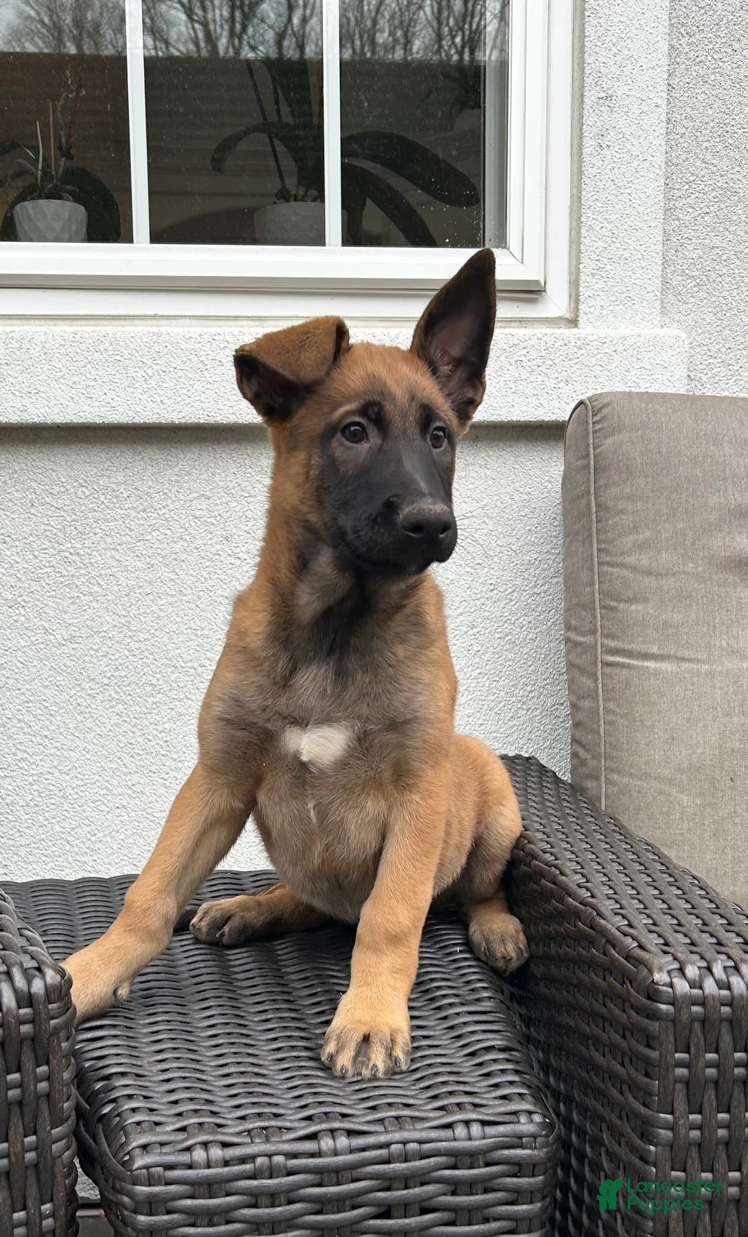Belgian Malinois dogs for sale: Belgian Malinois Puppy Lola - Ad 1