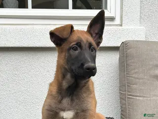Belgian Malinois dogs for sale: Belgian Malinois Puppy Lola - Ad 1