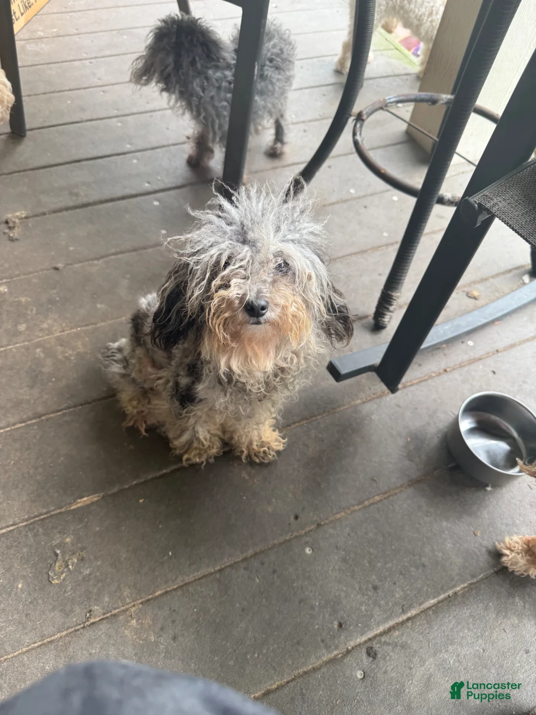 Maltipoo dogs for sale: Maltipoo Puppy 3 - Ad 2