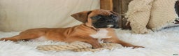 Boxer dogs for sale: Fred - Ad 8