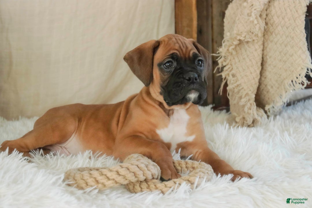 Boxer dogs for sale: Fred - Ad 8