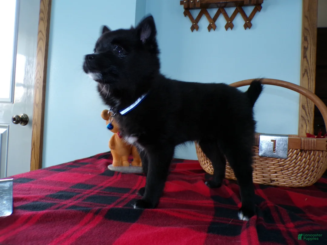 Alaskan Klee Kai dogs for sale: Alaskan Klee Kai Puppy 1 Barthalomew - Ad 4