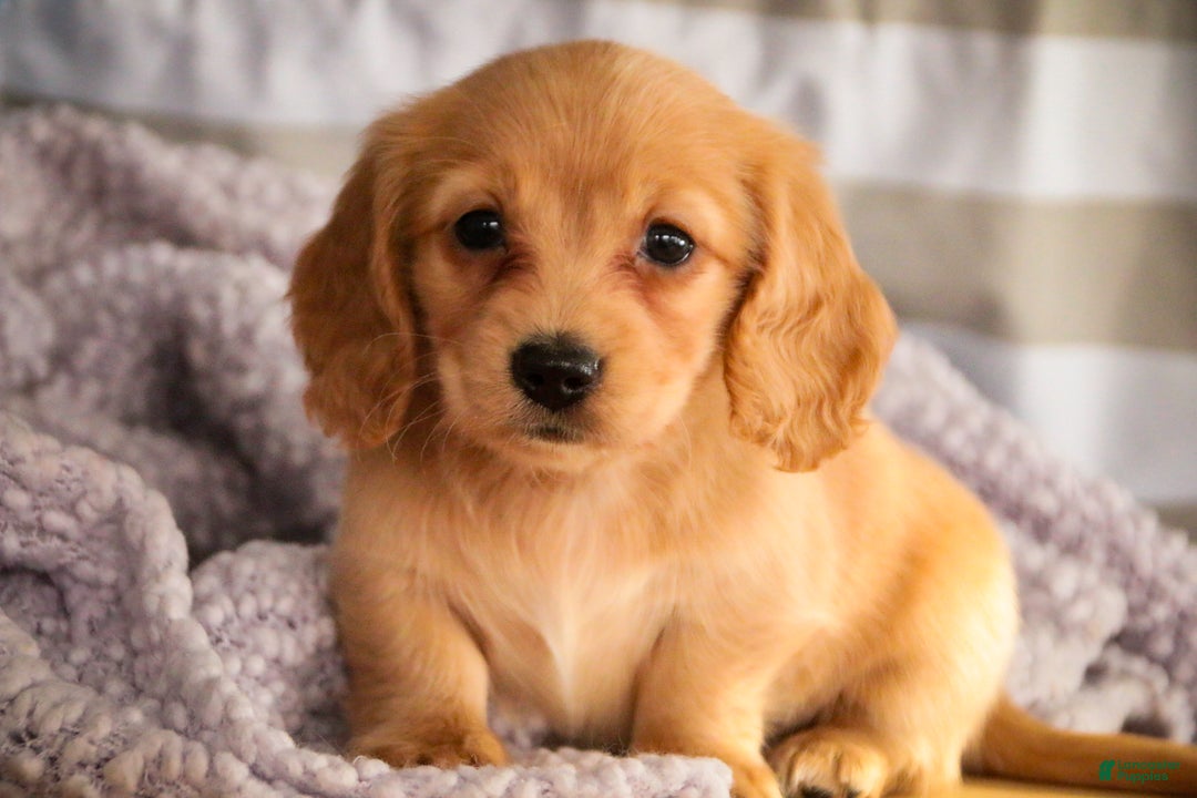 Miniature Dachshund dogs for sale: Taffy - Ad 7