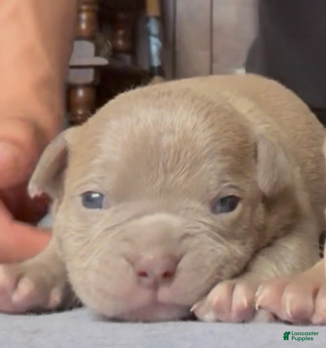 American Bully dogs for sale: Romeo - Ad 2