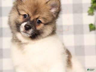 Pomeranian dogs - Ad 14