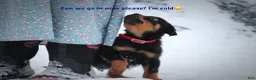 Rottweiler dogs for sale: Simba - Ad 7