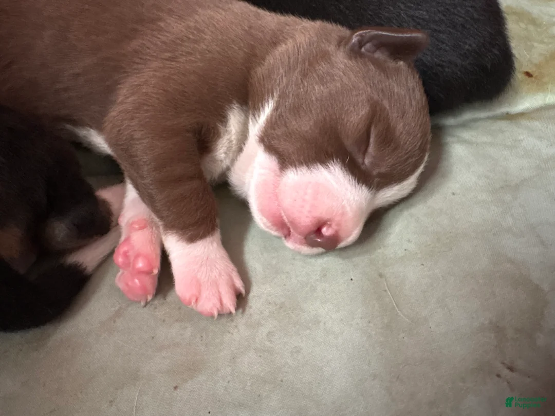 Mixed Breed dogs for sale: Mixed Breed Puppy 6 - Ad 2