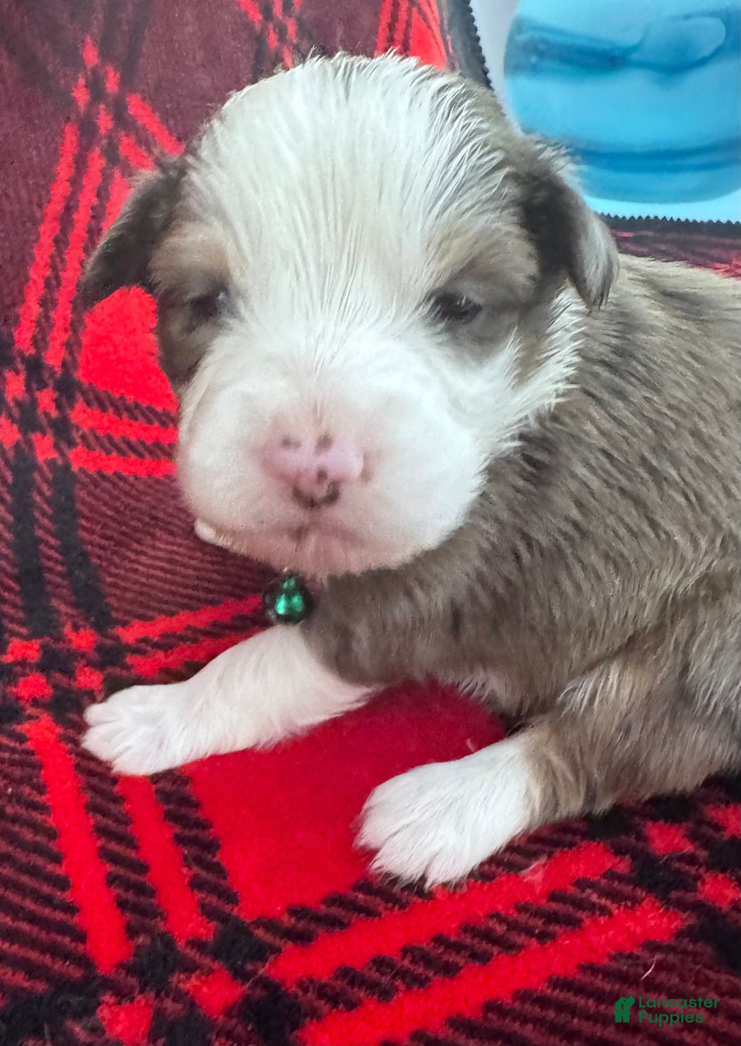 Australian Shepherd dogs for sale: Standard Australian Shepherd Puppy - Hunter Green Collar - Ad 5