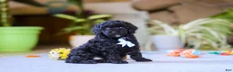 Miniature Poodle dogs for sale: Blake - Ad 4