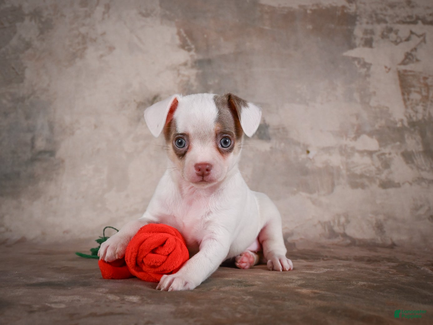 Chihuahua dogs Fiona - Ad 1