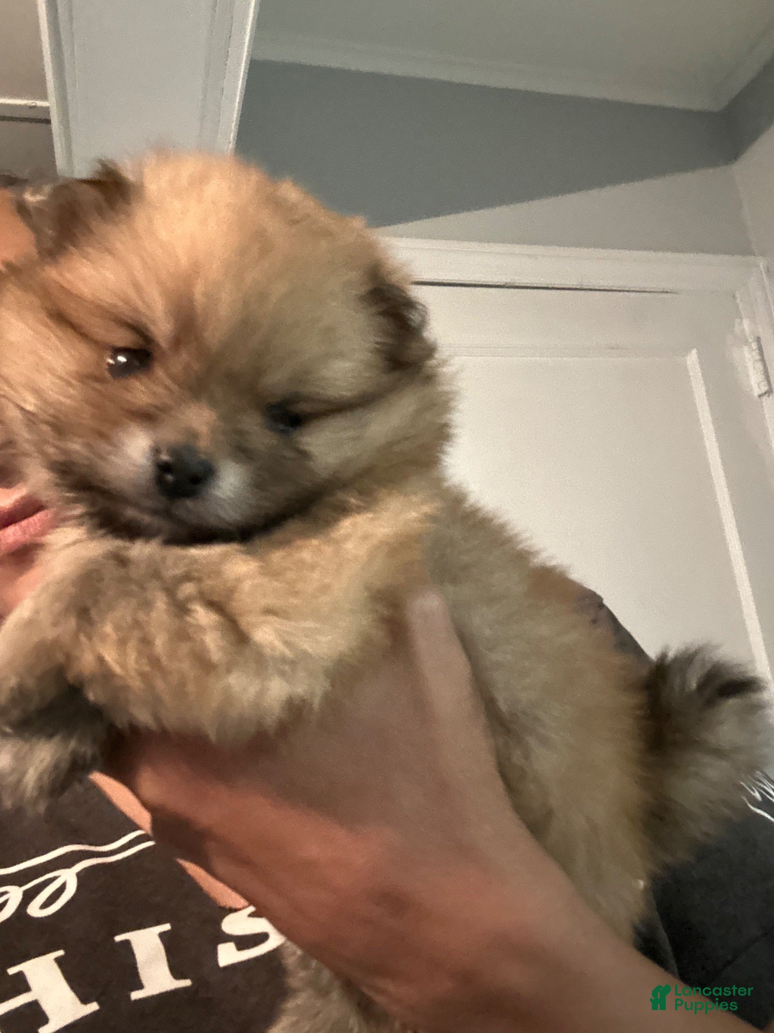 Pomeranian dogs Pomeranian 1 - Ad 10