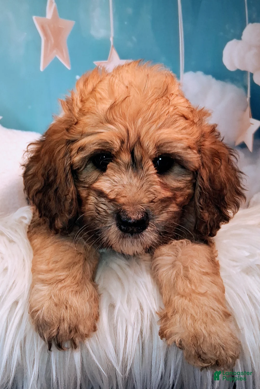Saint Berdoodles dogs for sale: Stella Bella - Mini Saint Berdoodle - Ad 14