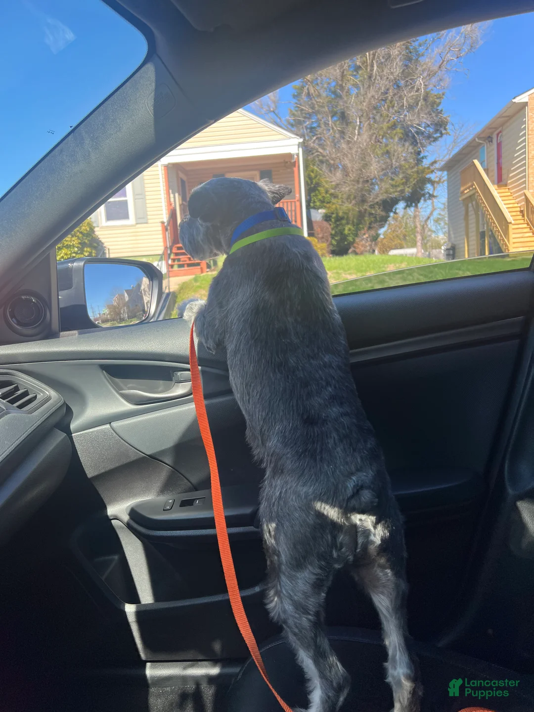 Miniature Schnauzer dogs for sale: Miniature Schnauzer Puppy 1 - Ad 2