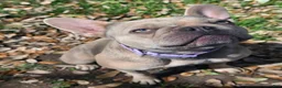 French Bulldog dogs for sale: Artemis - Ad 4