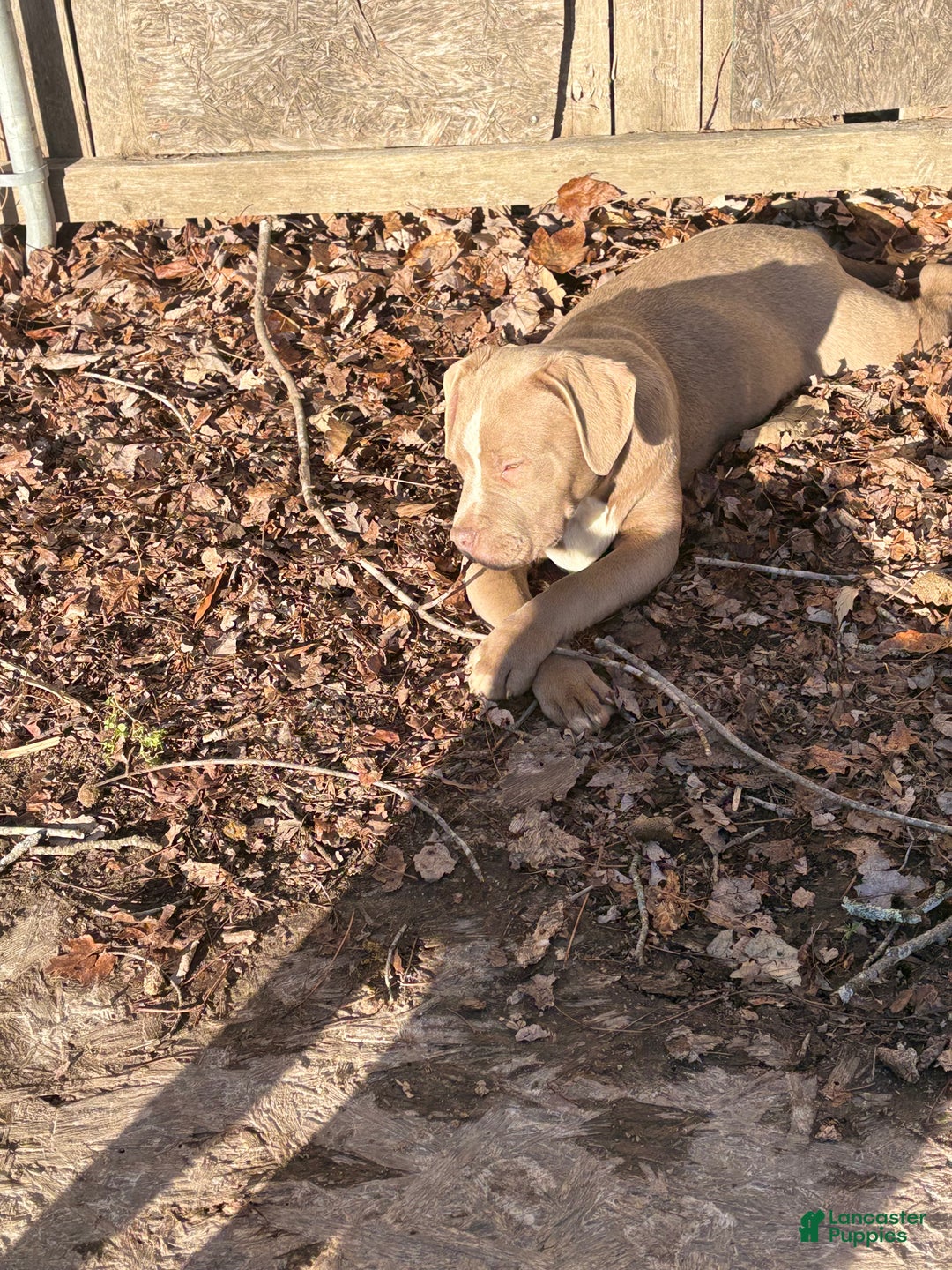 American Bully dogs for sale: Brown Sugar - Ad 3