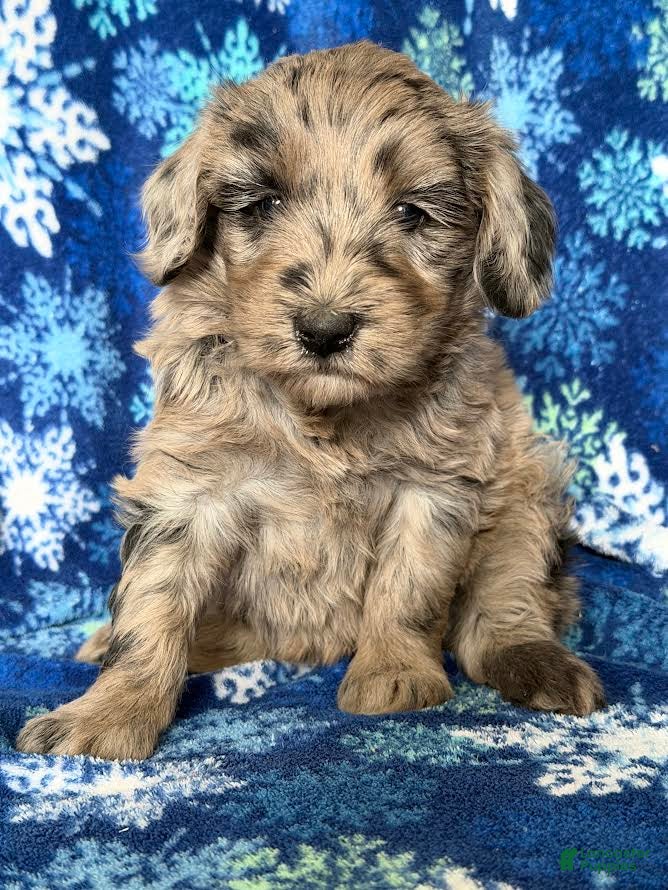 Goldendoodle dogs Frances - Ad 4