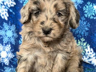 Goldendoodle dogs Frances - Ad 41