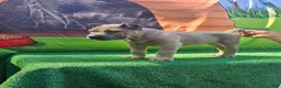 Cane Corso dogs for sale: ROCKY - Ad 5