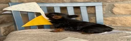 Yorkshire Terrier dogs for sale: Skylar - Ad 14